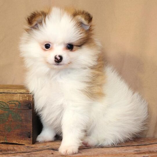 [#26182-04] White / Orange F Pomeranian Puppies for Sale
