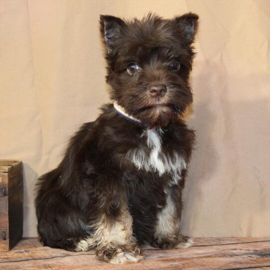 [#26183-01] Chocolate / Tan M Miniature Schnauzer Puppies for Sale