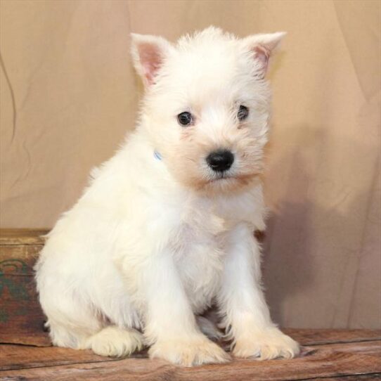 [#26184-01] White M Miniature Schnauzer Puppies for Sale