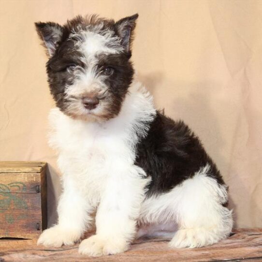 [#26184-03] White / Chocolate M Miniature Schnauzer Puppies for Sale
