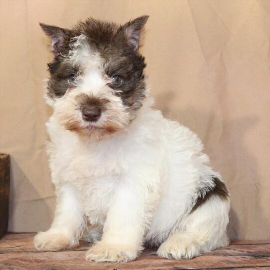 [#26184-04] White / Chocolate F Miniature Schnauzer Puppies for Sale