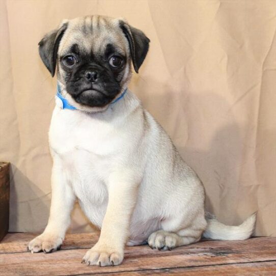 [#26185-03] Fawn M Pug Puppies for Sale