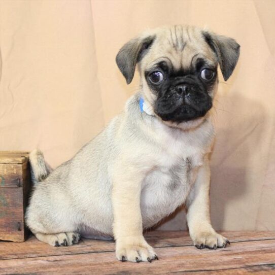 [#26186-02] Fawn M Pug Puppies for Sale