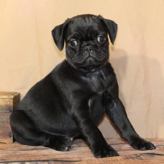 [#26186-03] Black M Pug Puppies for Sale