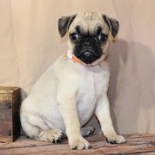 [#26186-05] Fawn F Pug Puppies for Sale