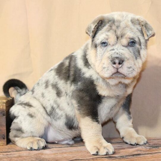 [#26190-02] Blue Merle / Tan M Ori Pei Puppies for Sale