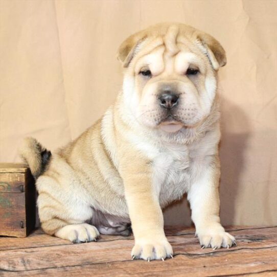 [#26190-04] Fawn M Ori Pei Puppies for Sale