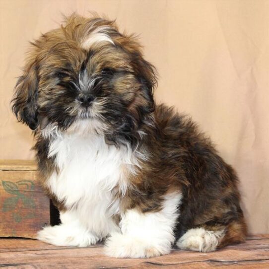 [#26191-03] Golden M Lhasa Apso Puppies for Sale