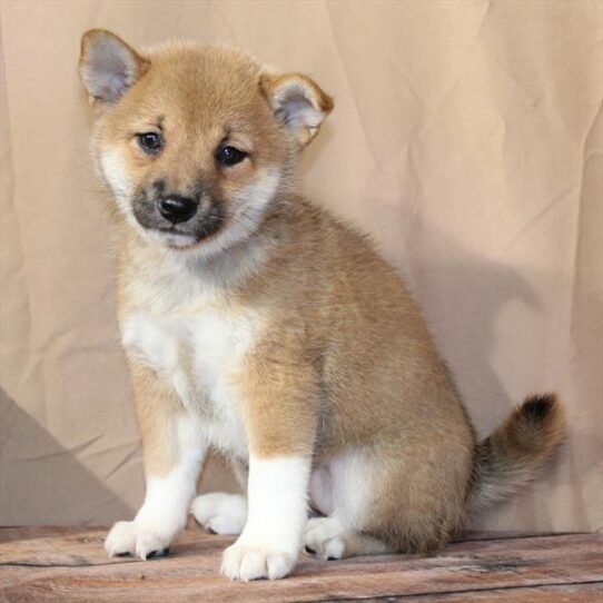 [#26194-03] Red Sesame F Shiba Inu Puppies for Sale
