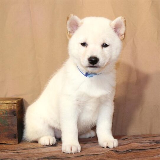 [#26194-04] Cream F Shiba Inu Puppies for Sale