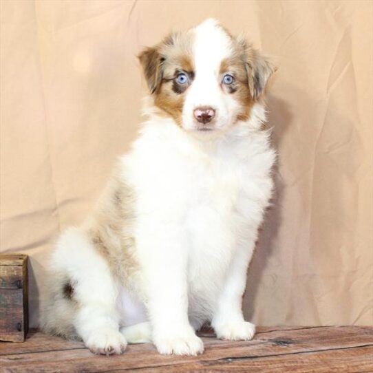 [#26200-01] Chocolate Merle F Australian Shepherd Puppies for Sale