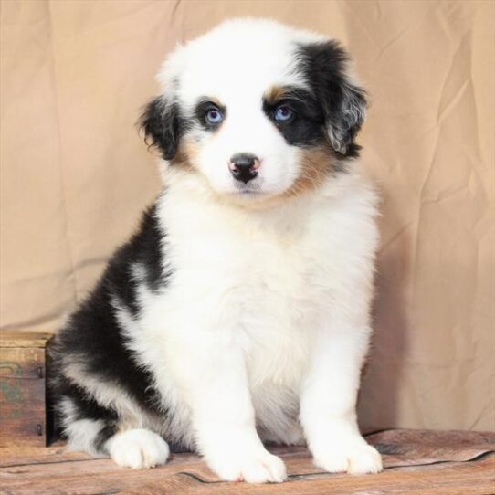 [#26201-01] Blue Merle / Tan M Australian Shepherd Puppies for Sale