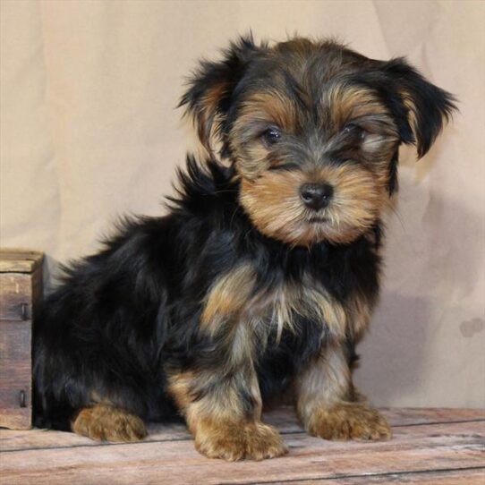 [#26208-01] Black / Tan F Morkie Puppies for Sale