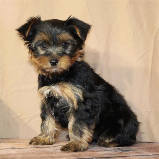 [#26209-01] Black / Tan M Yorkshire Terrier Puppies for Sale