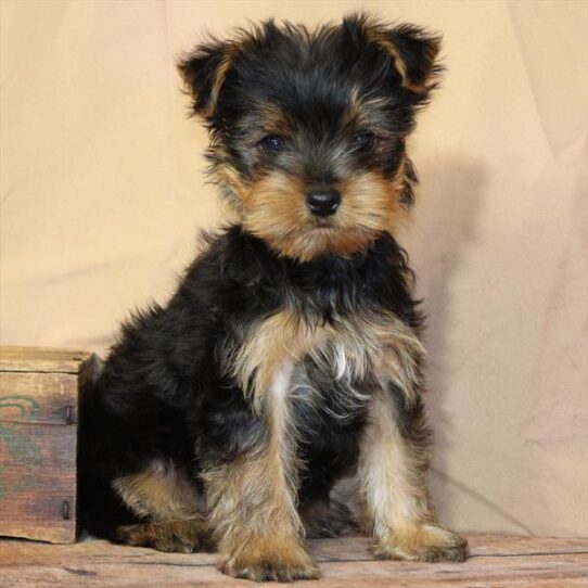 [#26209-02] Black / Tan M Yorkshire Terrier Puppies for Sale