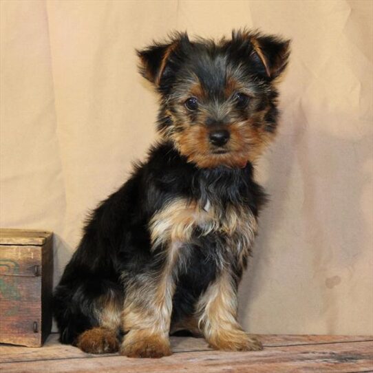 [#26209-04] Black / Tan F Yorkshire Terrier Puppies for Sale