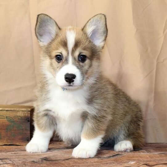 [#26210-01] Red / White M Pembroke Welsh Corgi Puppies for Sale