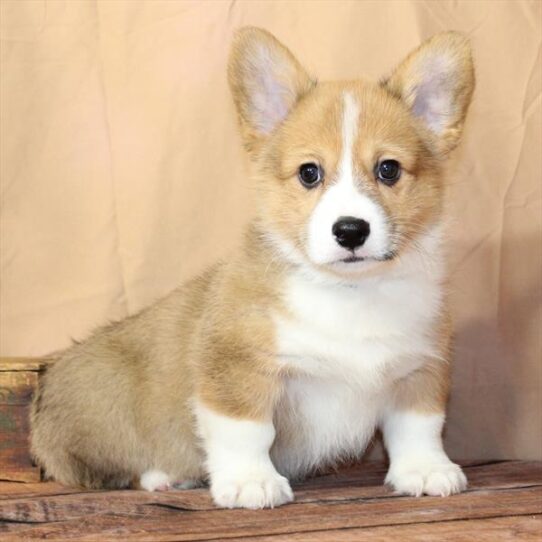 [#26210-03] Red / White M Pembroke Welsh Corgi Puppies for Sale