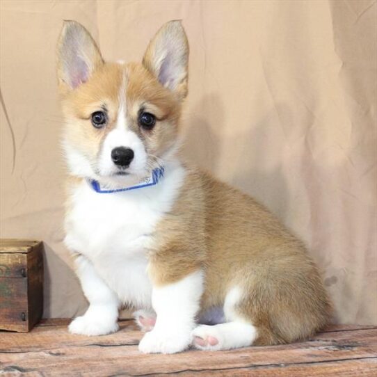 [#26210-06] Red / White F Pembroke Welsh Corgi Puppies for Sale