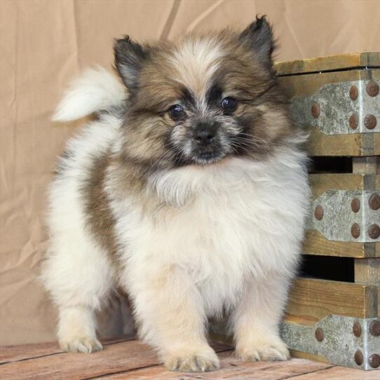 [#26211-02] White / Red M Pomeranian Puppies for Sale