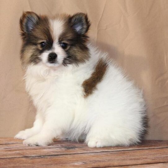 [#26211-05] White / Red F Pomeranian Puppies for Sale