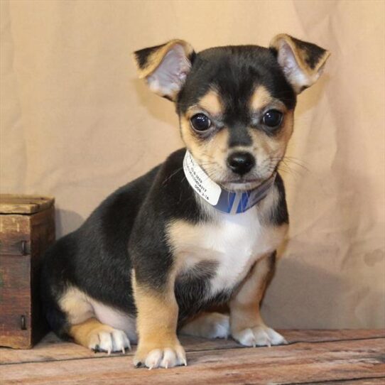 [#26212-01] Black / Tan M Chihuahua Puppies for Sale