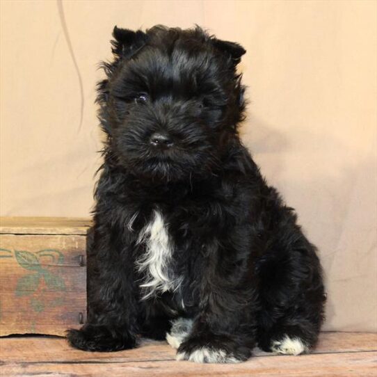 [#26215-03] Black F Miniature Schnauzer Puppies for Sale