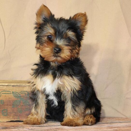 [#26217-01] Black / Tan M Yorkshire Terrier Puppies for Sale