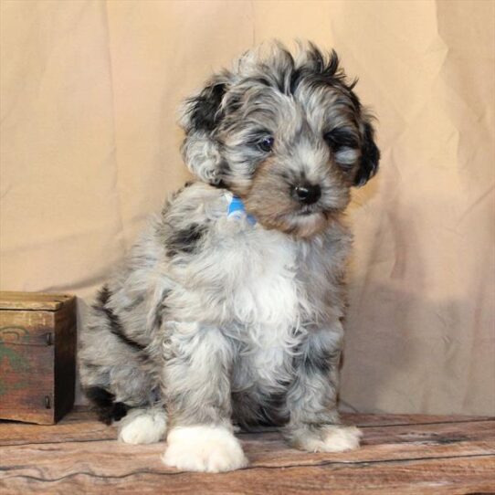 [#26218-01] Blue Merle M Aussiedoodle Puppies for Sale