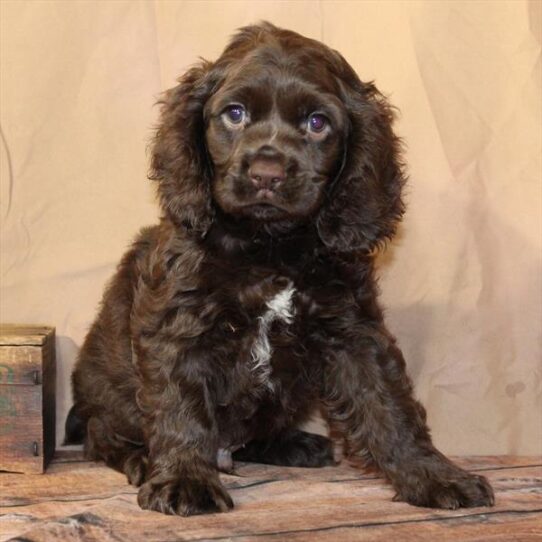 [#26219-01] Chocolate M Cocker Spaniel Puppies for Sale