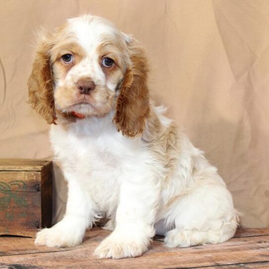 [#26219-03] White / Buff F Cocker Spaniel Puppies for Sale