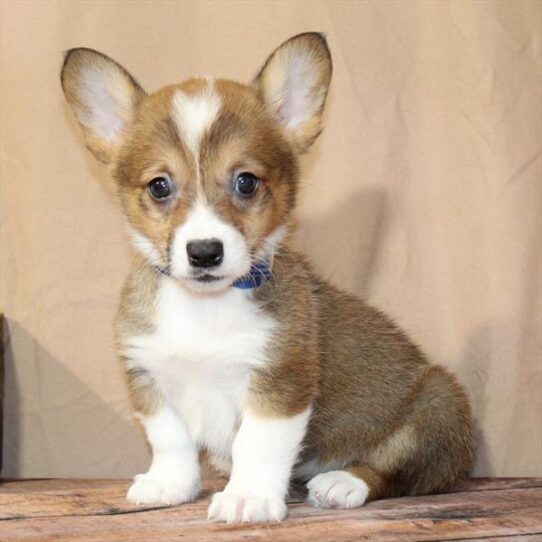 [#26223-02] Red / White F Pembroke Welsh Corgi Puppies for Sale