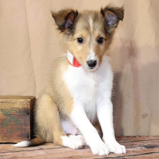 [#26224-02] Sable M Shetland Sheepdog Puppies for Sale