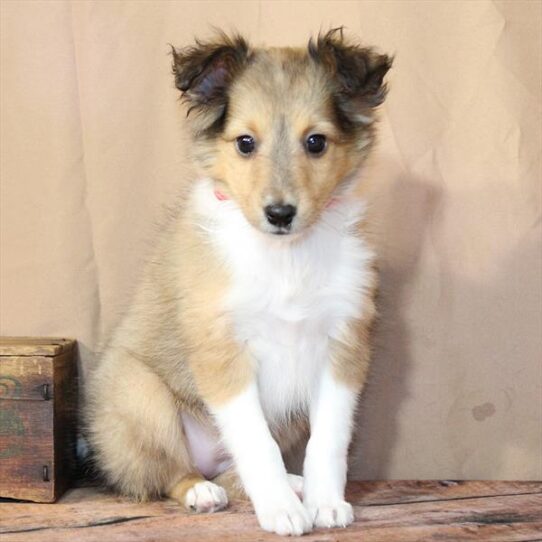 [#26224-03] Sable F Shetland Sheepdog Puppies for Sale