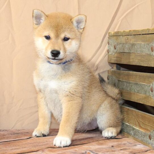 [#26225-01] Red Sesame F Shiba Inu Puppies for Sale