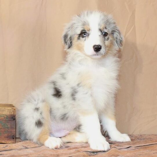 [#26226-01] Blue Merle / Tan M Australian Shepherd Puppies for Sale