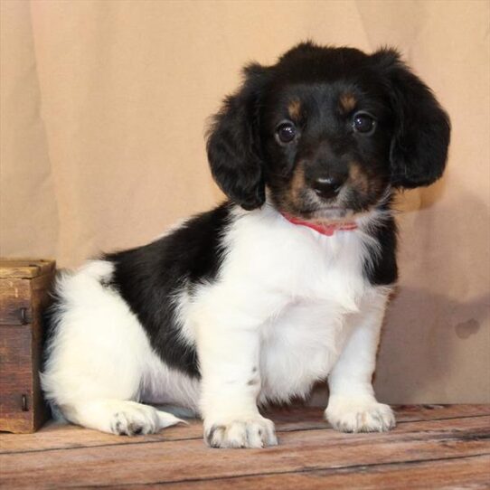 [#26230-04] Black / Tan F Dachshund Puppies for Sale