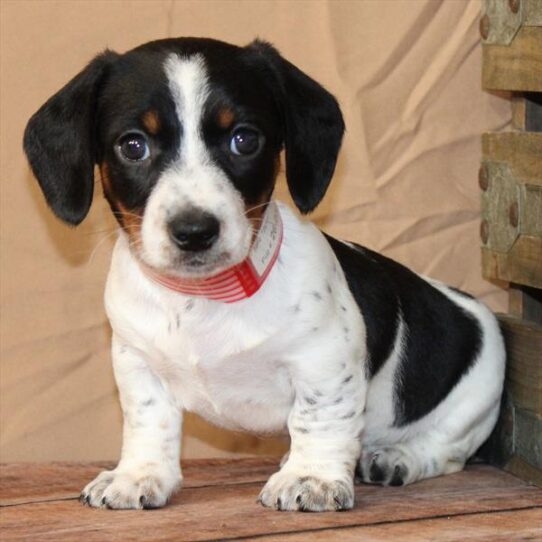 [#26231-05] Black / Tan F Dachshund Puppies for Sale
