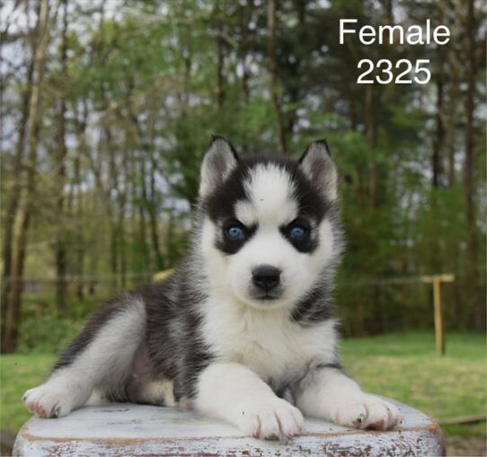 [#26210-07] Black / White F Siberian Husky Puppies for Sale