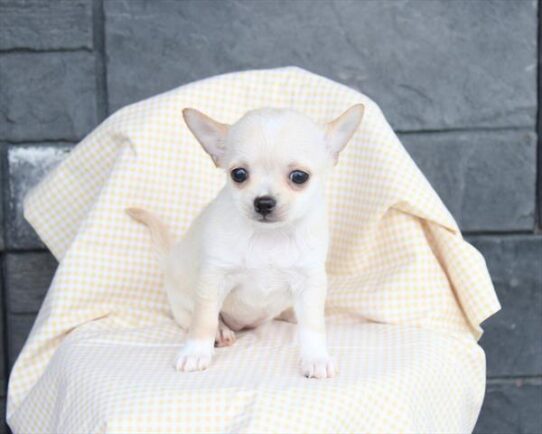 [#26602-01] Fawn F Chihuahua Puppies for Sale