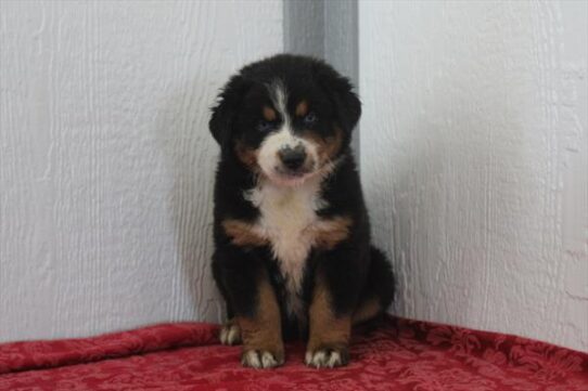 [#26617-07] Tri-Colored F Australian Shepherd Puppies for Sale