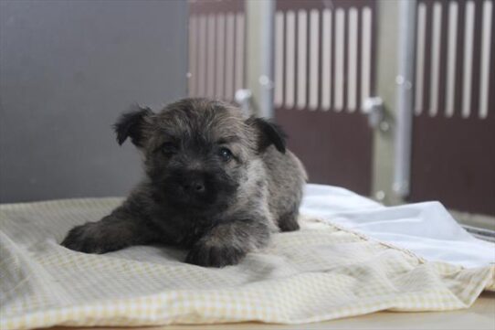 [#26746-01] Wheaten M Cairn Terrier Puppies for Sale
