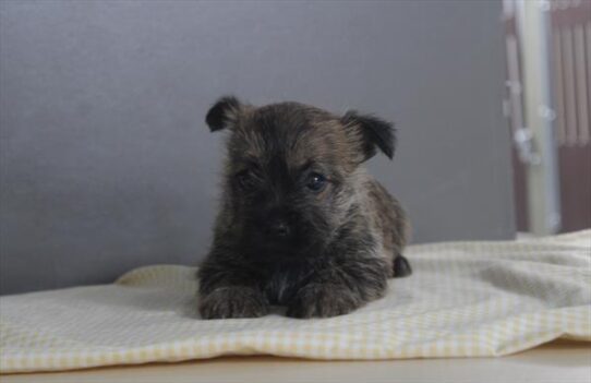 [#26746-06] Wheaten F Cairn Terrier Puppies for Sale