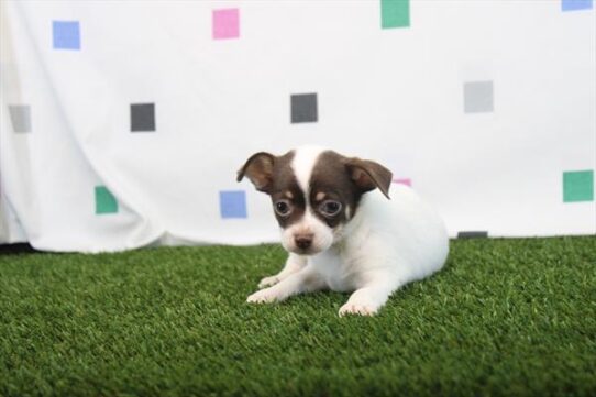 [#26648-02] White / Chocolate M Chihuahua Puppies for Sale