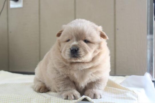 [#26942-02] Cinnamon M Chow Chow Puppies for Sale