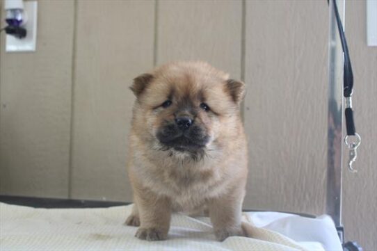 [#26942-05] Red F Chow Chow Puppies for Sale