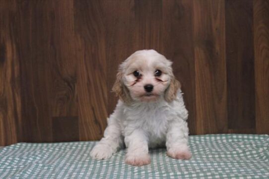 [#26677-03] Blenheim F Cavachon Puppies for Sale