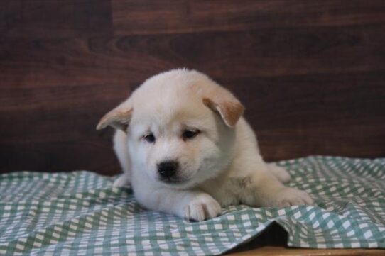 [#26770-02] Cream M Shiba Inu Puppies for Sale
