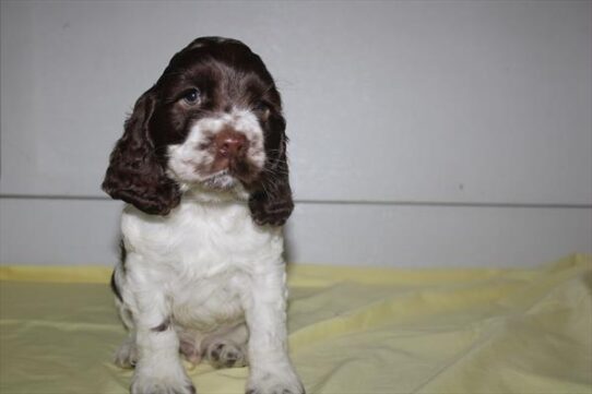 [#26739-01] Chocolate / White M Cocker Spaniel Puppies for Sale