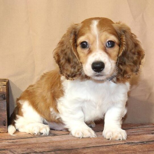 [#26187-02] Red M Dachshund Puppies for Sale